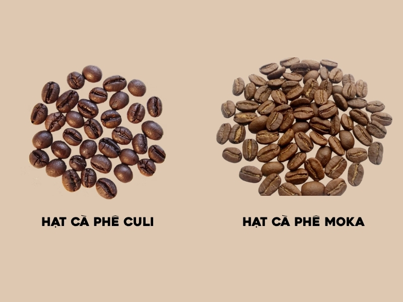 Khác nhau về hình dáng Điểm khác biệt dễ nhận thấy nhất nằm ở hình dáng hạt. Culi có dạng tròn do chỉ một hạt phát triển trong quả, trong khi hạt Moka thường có hình dáng thuôn nhỏ hơn và đặc trưng theo giống cà phê.