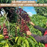 ca phe lam dong