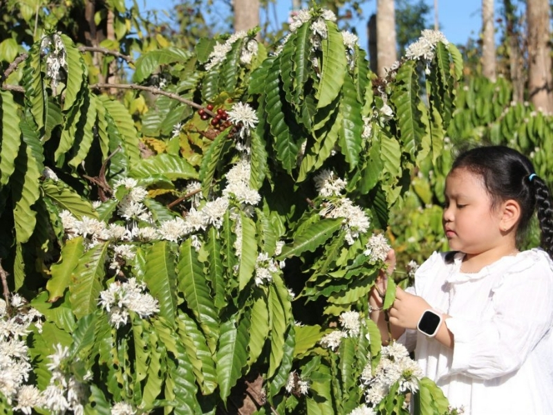 Khí hậu mát mẻ quanh năm

Lâm Đồng có khí hậu cao nguyên tương đối mát mẻ, tạo điều kiện thuận lợi cho cây cà phê sinh trưởng và phát triển. Nhiệt độ phù hợp giúp quá trình hình thành và tích lũy hương vị trong quả diễn ra thuận lợi, góp phần tạo nên chất lượng đặc trưng của hạt cà phê.