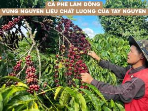 ca phe lam dong