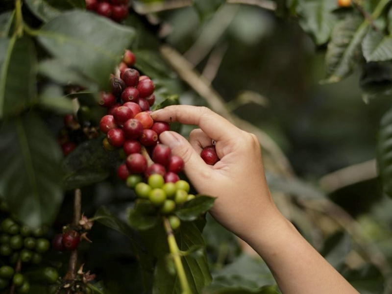 Đà Lạt nổi bật với Arabica

Đà Lạt có khí hậu mát mẻ và độ cao phù hợp với cây Arabica, giúp hạt phát triển hương thơm thanh, vị chua nhẹ và hậu vị tinh tế. Cà phê Arabica tại khu vực này thường được yêu thích bởi những người muốn khám phá hương vị nhẹ nhàng, khác với phong cách đậm mạnh của Robusta.