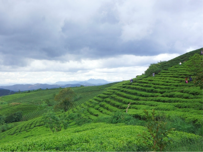 Di Linh là vùng nguyên liệu lớn

Di Linh là một trong những vùng trồng cà phê quan trọng của Lâm Đồng, với điều kiện đất đai và khí hậu thuận lợi cho cây phát triển. Nơi đây cung cấp nguồn nguyên liệu phong phú, trong đó Robusta được trồng phổ biến và góp phần tạo nên sản lượng cà phê đáng kể của tỉnh.