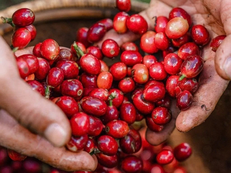 Chọn đúng giống hạt

Trước hết, hãy xác định giống hạt để chọn đúng hương vị mình yêu thích. Arabica thường thơm nhẹ, chua thanh, trong khi Robusta có vị đậm và đắng rõ hơn.