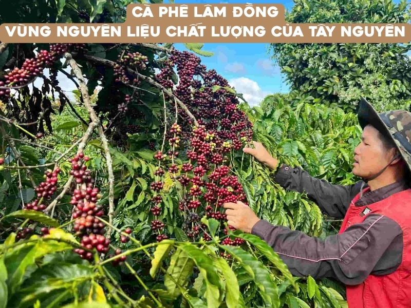 ca phe lam dong