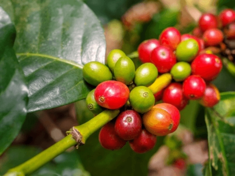 Vùng đất hợp với Moka Moka ưa những khu vực có khí hậu mát, độ cao tương đối và biên độ nhiệt phù hợp. Những điều kiện này giúp quả cà phê phát triển chậm hơn, từ đó hình thành hương thơm và vị chua thanh đặc trưng.