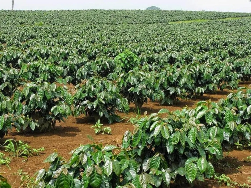 Moka nổi bật ở Lâm Đồng Cầu Đất, Lâm Đồng được biết đến là vùng trồng Moka nổi tiếng nhờ khí hậu mát mẻ và độ cao phù hợp. Hạt Moka tại đây thường được yêu thích bởi hương thơm tinh tế, vị chua thanh và hậu vị dễ chịu.